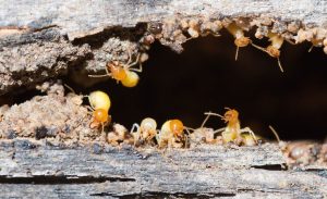 Termite Treatment Warrandyte, Control & Inspection - Pest Control Warrandyte