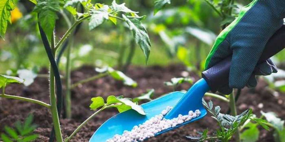 How to choose the Best Plant Fertilizer for home gardening ?
