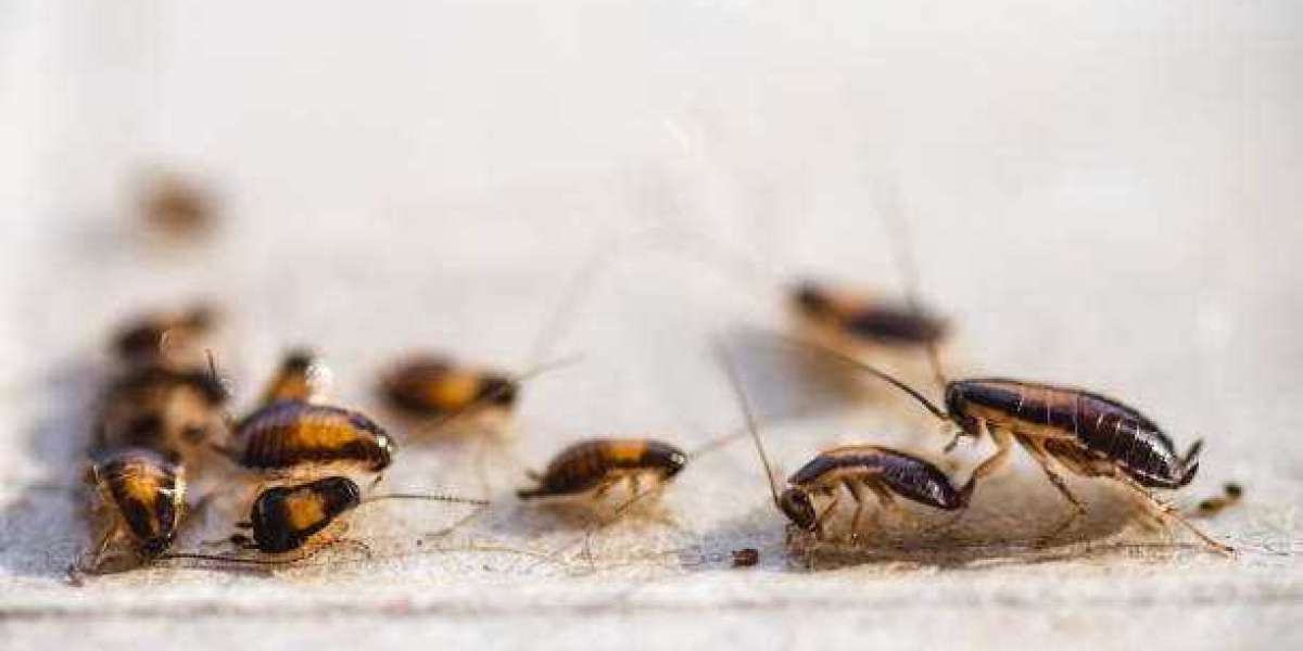 From Detection to Elimination: Your Step-by-Step Guide to Termite Control in Perth Homes