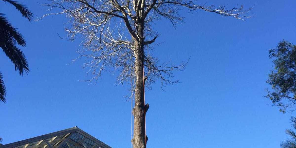 The Best Time of Year for Tree Removal in Sydney