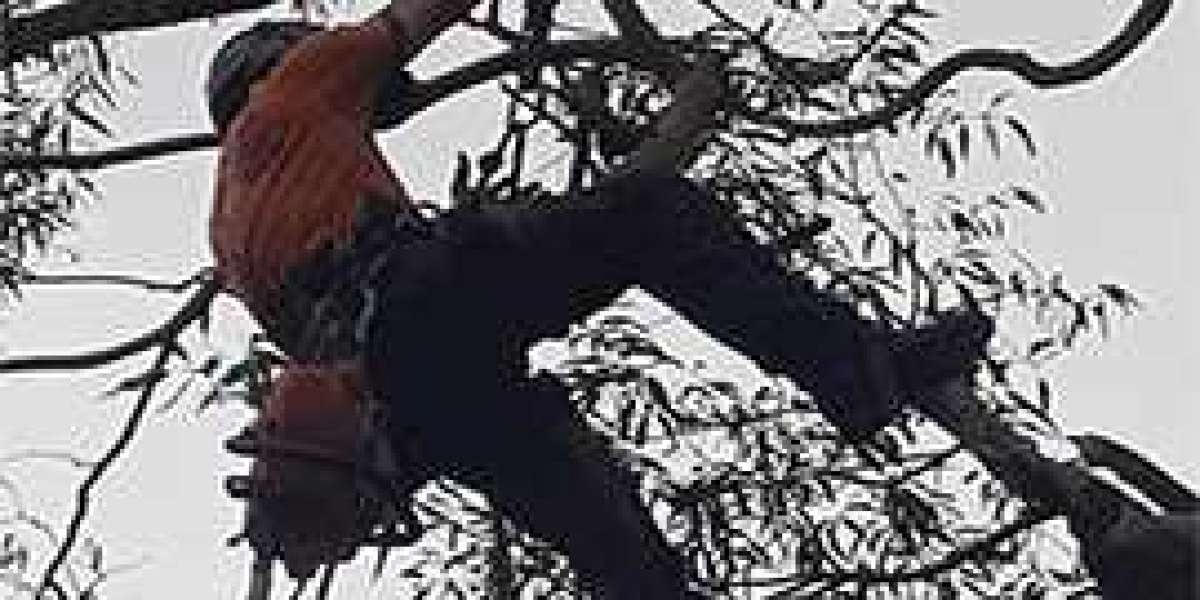 What to Expect During a Tree Lopping Service