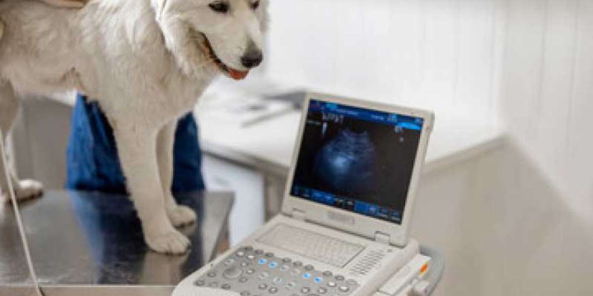 A Vet's Guide to Pet Wellness and Diagnostic Tests