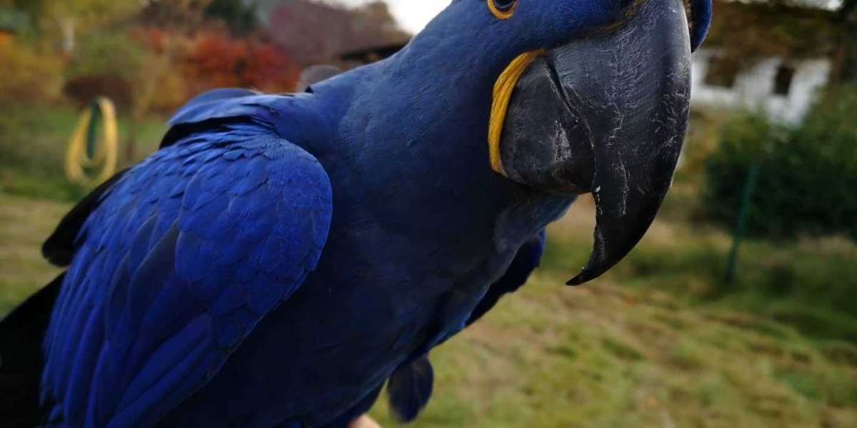 17 Signs To Know You Work With Buy Macaw