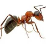 Ant Pest Control Melbourne profile picture