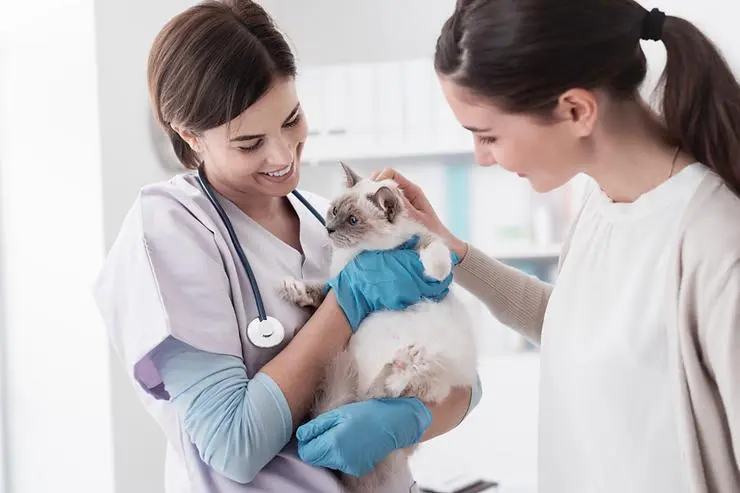 Silverado Veterinary Hospital Cover Image