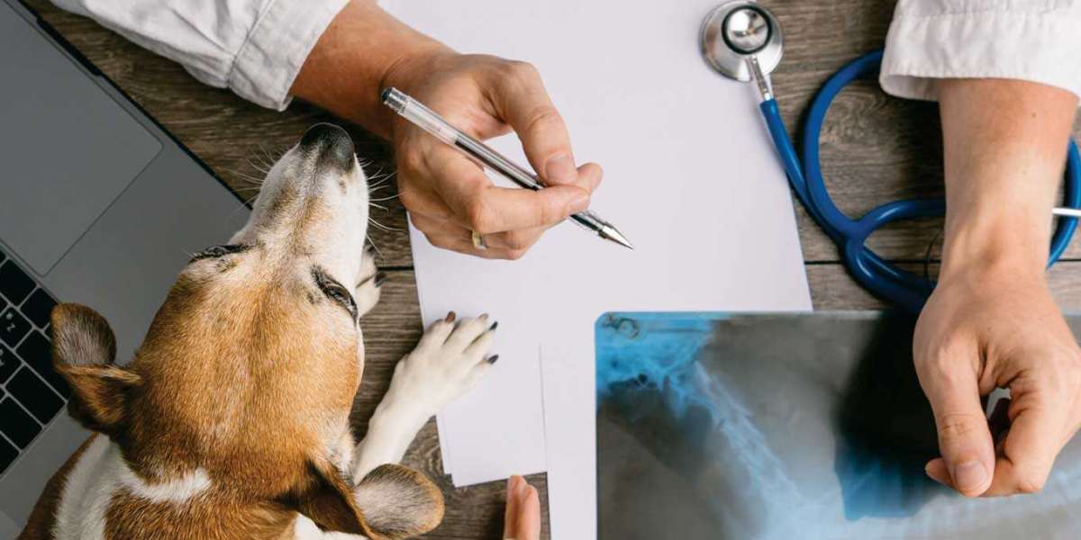 Os Melhores Locais para Realizar Exames Veterinários em São Paulo