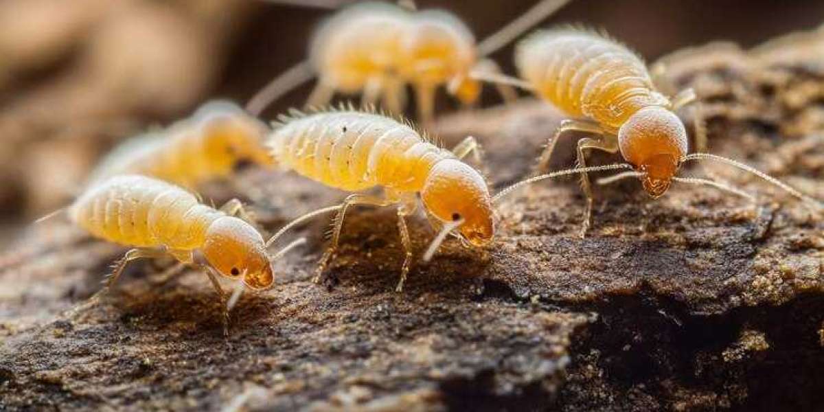 Professional White Ants Pest Control: What to Expect