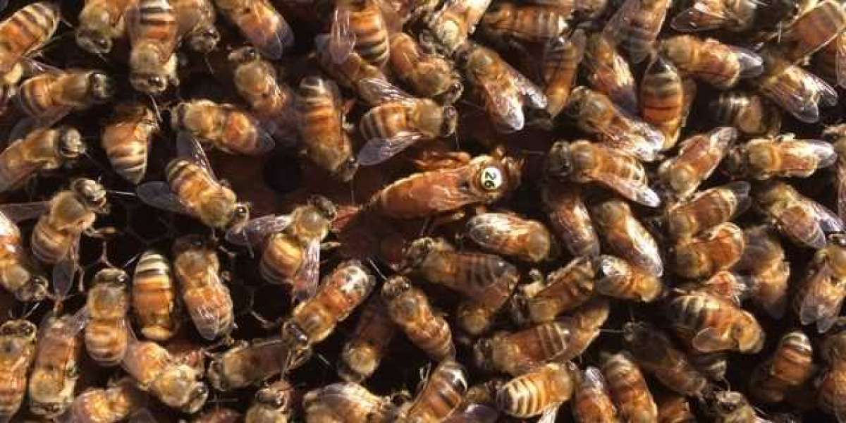 Types of Honey Bees and Why They Matter to Your Hive’s Success