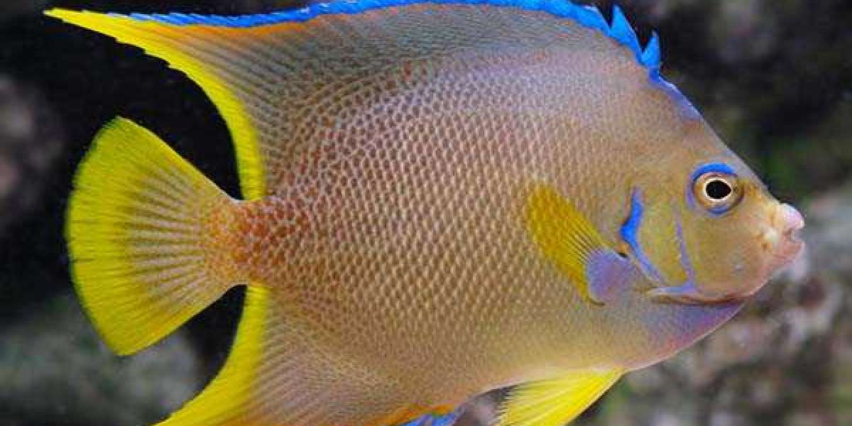 Tetras and Angelfish: A Guide to Keeping Them Together Peacefully