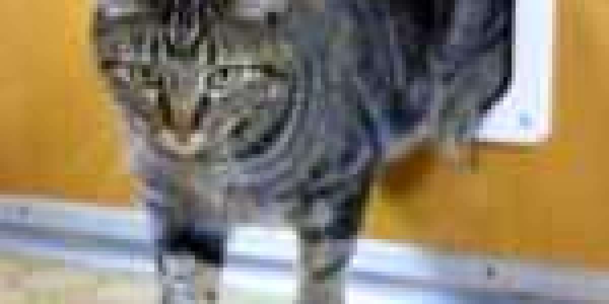 The Most Important Reasons That People Succeed In The Cat Door Installer Reviews Industry