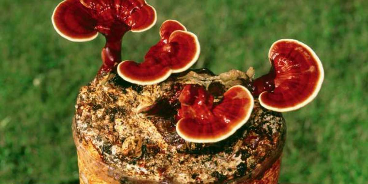 New Report Highlights Growth Potential in the Reishi Mushrooms Market